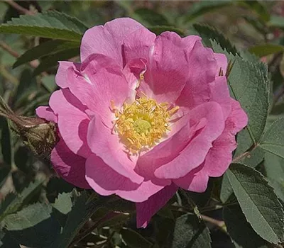 Rosa (Strauchrose) 'Pomifera duplex'