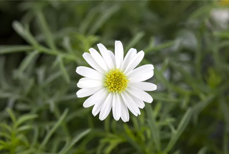 Brachyscome iberidifolia, weiss