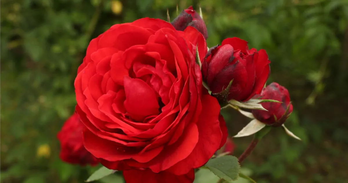 Rosa (Strauchrose) 'Shalom'®