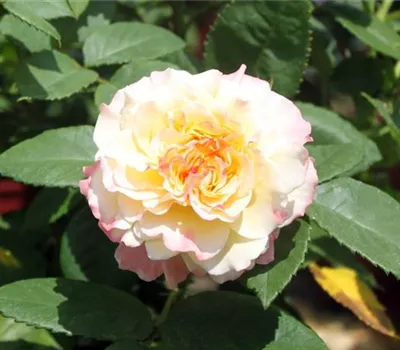 Rosa (Teehybride) 'Aquarell'