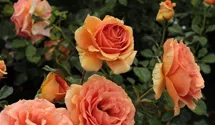 Rosa (Teehybride) 'Ashram'®