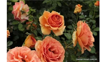 Rosa (Teehybride) 'Ashram'®