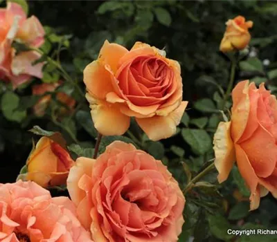 Rosa (Teehybride) 'Ashram'®