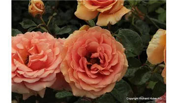 Rosa (Teehybride) 'Ashram'®