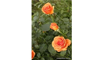 Rosa (Teehybride) 'Ashram'®