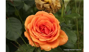 Rosa (Teehybride) 'Ashram'®