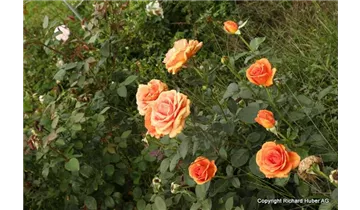 Rosa (Teehybride) 'Ashram'®