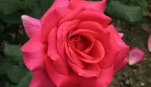 Rosa (Teehybride) 'Duftrausch'®