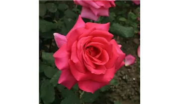 Rosa (Teehybride) 'Duftrausch'®