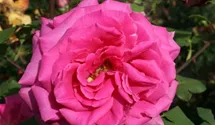 Rosa (Teehybride) 'Duftrausch'®