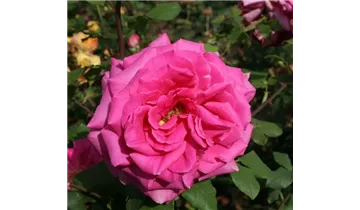 Rosa (Teehybride) 'Duftrausch'®