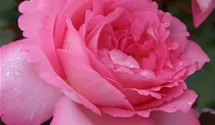 Rosa (Teehybride) 'Eliza'