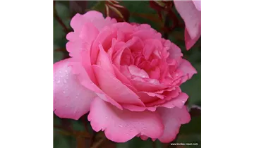 Rosa (Teehybride) 'Eliza'