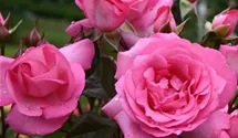 Rosa (Teehybride) 'Eliza'