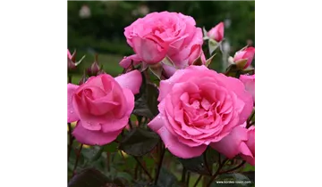 Rosa (Teehybride) 'Eliza'