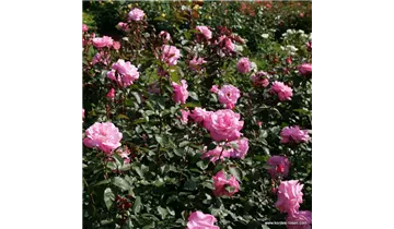 Rosa (Teehybride) 'Eliza'