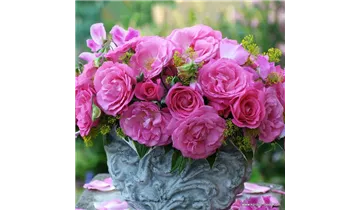 Rosa (Teehybride) 'Eliza'