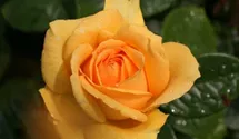 Rosa (Teehybride) 'Golden Lady'®