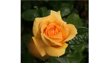Rosa (Teehybride) 'Golden Lady'®