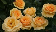Rosa (Teehybride) 'Golden Lady'®