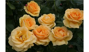 Rosa (Teehybride) 'Golden Lady'®